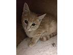 Riley, Domestic Shorthair For Adoption In Bartlesville, Oklahoma