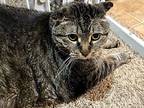 Muffin (tabby), Domestic Shorthair For Adoption In Sioux Falls, South Dakota