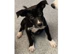 Tucker, Labrador Retriever For Adoption In Bartlesville, Oklahoma