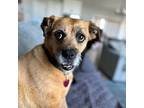 Lilly, Border Terrier For Adoption In Paola, Kansas