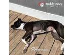 Princess (courtesy Post), American Staffordshire Terrier For Adoption In Council