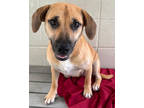 Skylee Marie, Dachshund For Adoption In Victoria, Texas