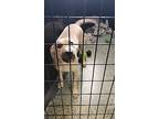 Skip, Labrador Retriever For Adoption In Osgood, Indiana