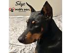 Skye (courtesy Post), Doberman Pinscher For Adoption In Council Bluffs, Iowa