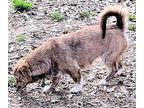 Stella, Dachshund For Adoption In Baileyton, Alabama