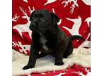Angus, Labrador Retriever For Adoption In Bartlesville, Oklahoma