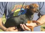 Martin, Terrier (unknown Type, Small) For Adoption In Beebe, Arkansas
