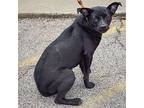 Wednesday, Boston Terrier For Adoption In Huntley, Illinois