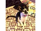 Kitten Pippie, Domestic Shorthair For Adoption In Franklin, Tennessee