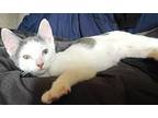 Kitten Pistol, Domestic Shorthair For Adoption In Franklin, Tennessee