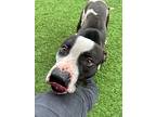 Skeeter, American Pit Bull Terrier For Adoption In Newman, California