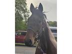 Western Toro (toro), Standardbred For Adoption In Cottontown, Tennessee