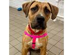 Baby Miami, Labrador Retriever For Adoption In Whitestone, New York