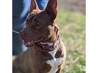 Betsy, American Staffordshire Terrier For Adoption In Paola, Kansas