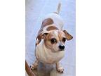 Sparky, Dachshund For Adoption In Baileyton, Alabama