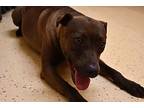 Stunning Sylvie, Labrador Retriever For Adoption In Wharton, Texas