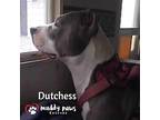 Dutchess (courtesy Post), American Pit Bull Terrier For Adoption In Council