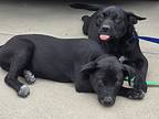 Yakko & Wakko, Patterdale Terrier (fell Terrier) For Adoption In Fullerton