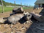 Mrs. Potts And Chip, Pig (potbellied) For Adoption In Kerhonkson, New York