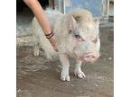 Simba, Pig (potbellied) For Adoption In Kerhonkson, New York