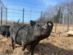 Juliet, Pig (potbellied) For Adoption In Kerhonkson, New York