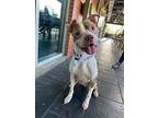 Daisy, Staffordshire Bull Terrier For Adoption In Raleigh, North Carolina