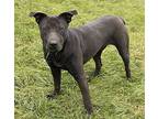 Donahue, American Pit Bull Terrier For Adoption In Creston, Iowa