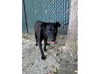 Rocky, American Pit Bull Terrier For Adoption In Oceanside, California