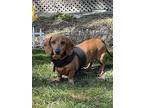 Rufus4 (bonded With Daisy8), Dachshund For Adoption In Brookfield, Connecticut