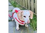Daisy8 (bonded With Rufus4), Dachshund For Adoption In Brookfield, Connecticut