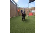 Tiger, American Pit Bull Terrier For Adoption In Oceanside, California