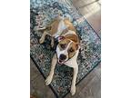 Casino, Staffordshire Bull Terrier For Adoption In Warren, Michigan