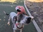 Cheryl, American Pit Bull Terrier For Adoption In Oceanside, California