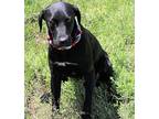 Zara, Labrador Retriever For Adoption In Bandera, Texas