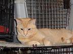 Jake, Domestic Shorthair For Adoption In Watsontown, Pennsylvania