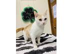 Solstice, Domestic Shorthair For Adoption In Shippenville, Pennsylvania