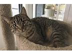 Loretta, Colorpoint Shorthair For Adoption In Prescott, Arizona