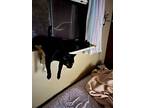 Boo, American Shorthair For Adoption In Anaheim, California