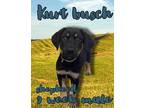 Kurt Busch German Shepherd Dog Puppy Male