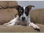 DYLAN Australian Cattle Dog Puppy Male