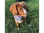 Dolly Cocker Spaniel Adult Female