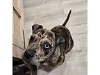 Bailey Catahoula Leopard Dog Young Female