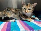 Eden Domestic Shorthair Young Female