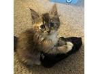Chimkin Domestic Mediumhair Kitten Female