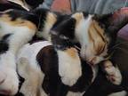 Thum 'b' per Domestic Shorthair Kitten Female