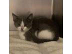 Python Domestic Shorthair Kitten Female