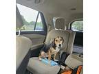 Bodie Beagle Adult Male