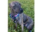 Dixie Plott Hound Adult Female