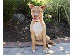 Hazel - Sweet Pup!, Labrador Retriever For Adoption In Los Angeles, California