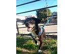 Elmer, Dachshund For Adoption In Seattle, Washington